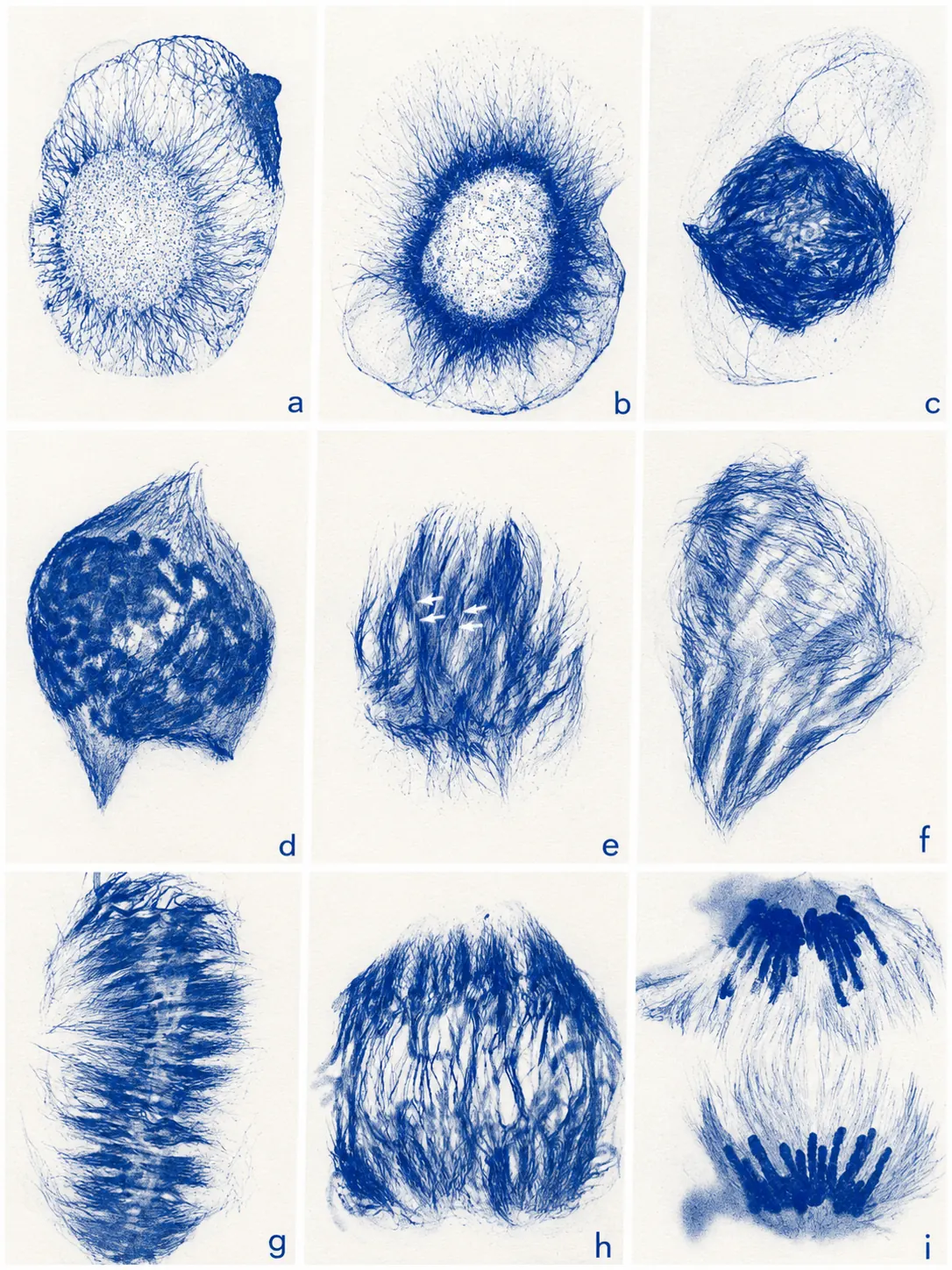 Blue archival microscopy plate of cell structures and chromatin-like fibers
