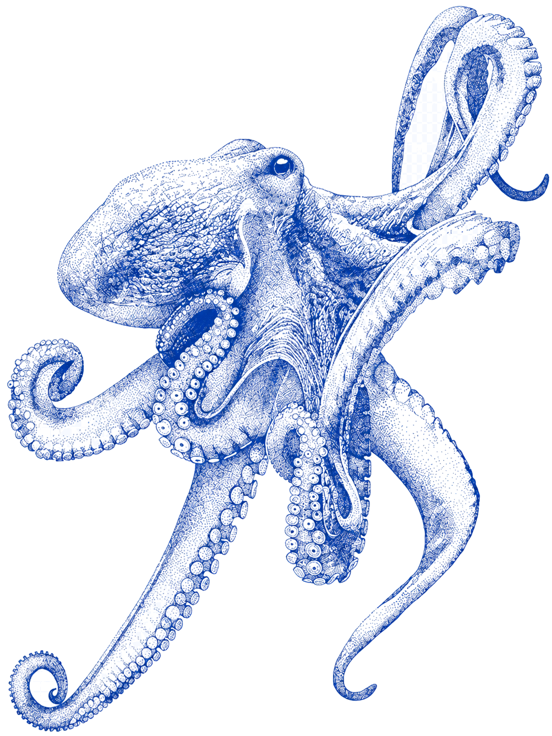 Blue octopus research instrument illustration