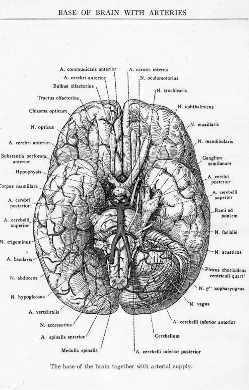 Faded brain arteries scientific plate